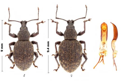 Otiorhynchus lavandus lavandus